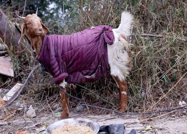 A goat wearing a jacket is seen on a farm on a cold winter morning in New Delhi, India on January 3, 2023. (Photo by Anushree Fadnavis/Reuters)