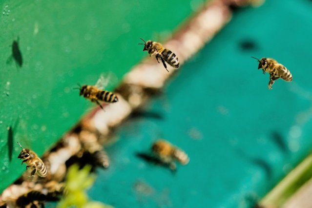 Honey bees are pictured in a beehive in Wehrheim near Frankfurt, Germany, on the “world bee day” on Tuesday, May 20, 2025. (Photo by Michael Probst/AP Photo)