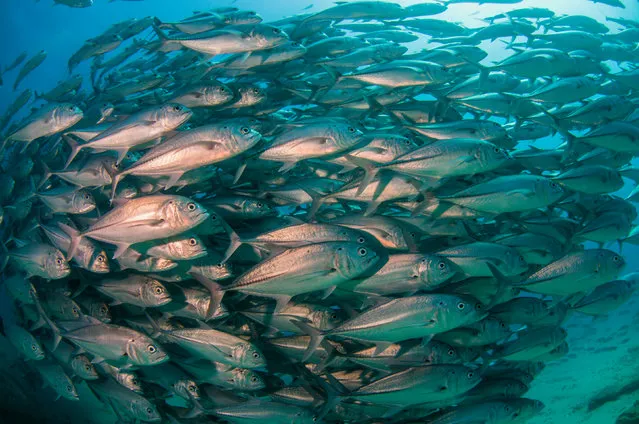 The school of Big-eye trevally fish. (Photo by Caine Delacy/Mika Woyda/Caters News)