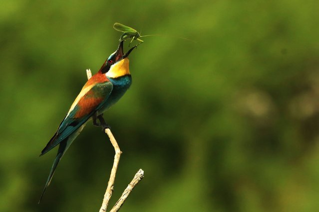 A bee-eater (Merops Apiaster), perched on a tree branch, is eating a grasshopper in Eregli district of Konya, Turkiye on June 28, 2025. These birds are living near wetlands to find food more easily; their primary food source is insects, especially bees. (Photo by Yavuz Gorur/Anadolu via Getty Images)