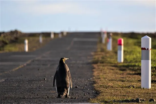 A penguin (Manchots Royaux) walks on the basement area, early morning on December 25, 2022, at the Kerguelen Islands, also known as the Desolation Islands, are a group of islands in the sub-Antarctic. (Photo by Patrick Hertzog/AFP Photo)