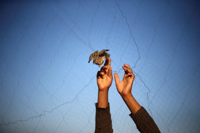 A man takes out a quail from a net after catching it on a beach in Khan Younis, in the southern Gaza Strip September 20, 2016. (Photo by Ibraheem Abu Mustafa/Reuters)