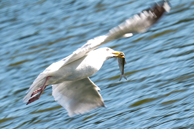 A seagull flies with a fish over Humber River in Toronto, Ontario, Canada on July 3, 2025. (Photo by Mert Alper Dervis/Anadolu via Getty Images)