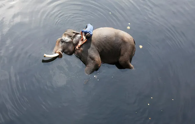 A mahout bathes his elephant in the polluted water of river Yamuna in New Delhi, India February 6, 2018. (Photo by Adnan Abidi/Reuters)