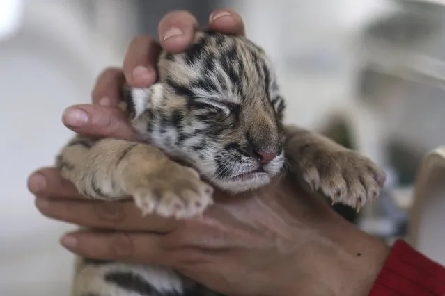 A tiger cub is caressed inside an incubator at a wildlife park in Kunming, Yunnan province, November 24, 2014. The newly born baby tiger was sent into the incubator due to poor health, according to the park management. (Photo by Wong Campion/Reuters)