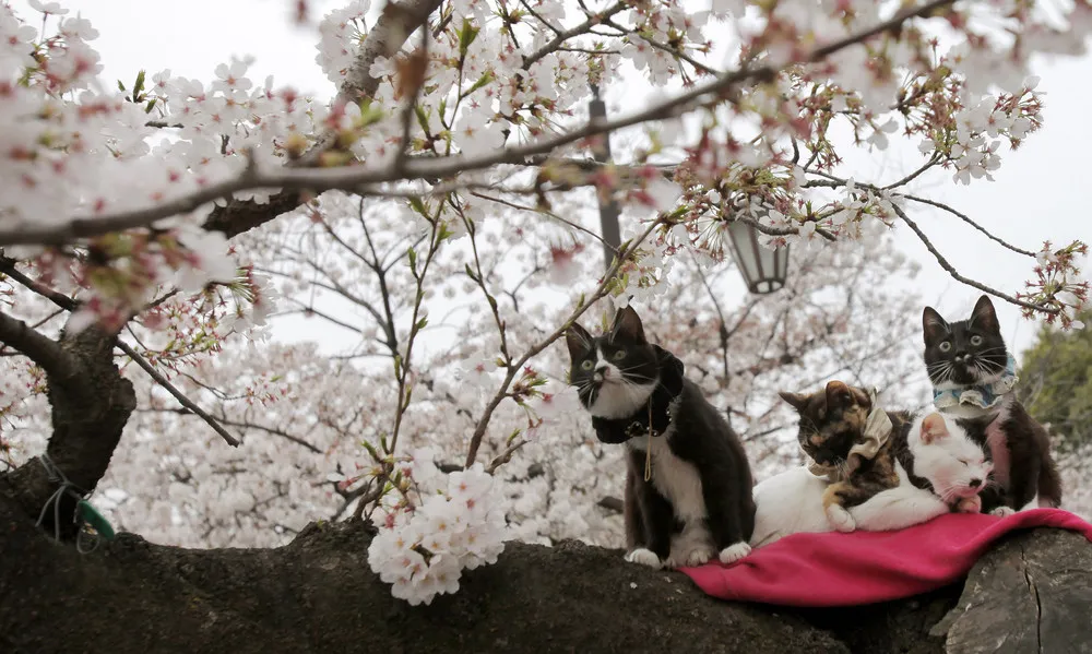The Week in Pictures: Animals, March 23 – March 29, 2013