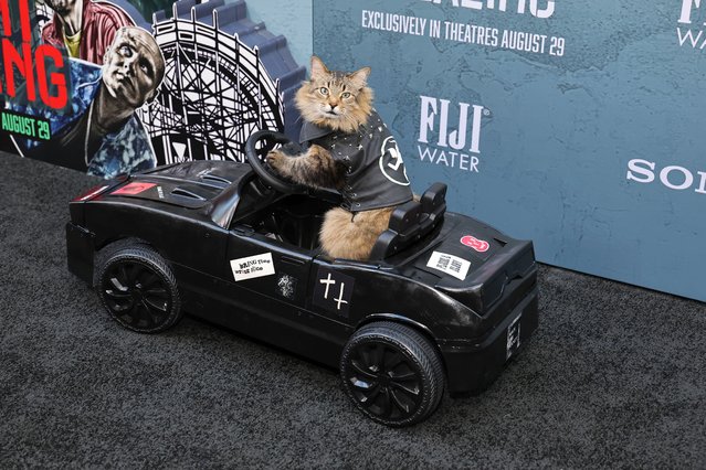 Tonic The Cat attends Columbia Pictures' “Caught Stealing” premiere at Regal Union Square on August 26, 2025 in New York City. (Photo by Dia Dipasupil/Getty Images)