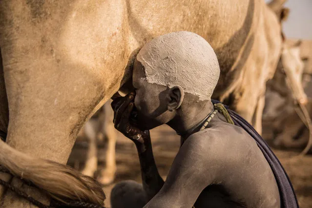 A Sudanese boy from Dinka tribe drinks milk from a cow udder at their cattle camp in Mingkaman, Lakes State, South Sudan on March 3, 2018. (Photo by  Stefanie Glinski/AFP Photo)