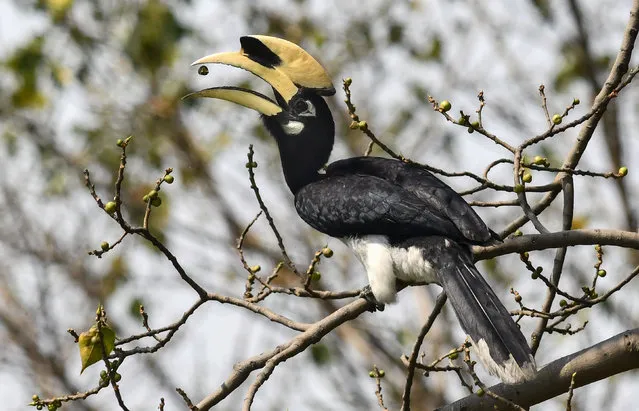 An oriental pied hornbill bird eats a seed as it sits on the branch of a tree in Pobitora village, on the outskirts of Guwahati in India's northeast Assam state, on March 19, 2018. The oriental pied hornbill is one of the most common member of the Asian hornbill family, and is found throughout the Indian subcontinent and across southeast Asia. (Photo by Biju Boro/AFP Photo)