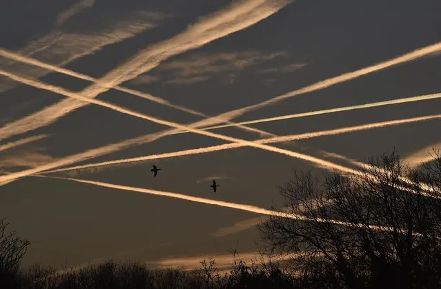 Ducks fly beneath contrails in the sky at dawn in west London November 24, 2014. (Photo by Toby Melville/Reuters)