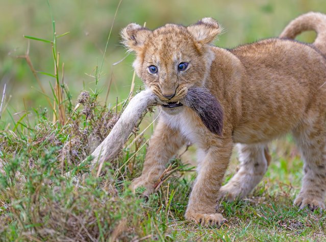 A lion cub plays with his mother’s tail in Olare Motorogi Conservancy in Kenya in the first decade of October 2025. (Photo by Samson So/Solent News & Photo Agency)