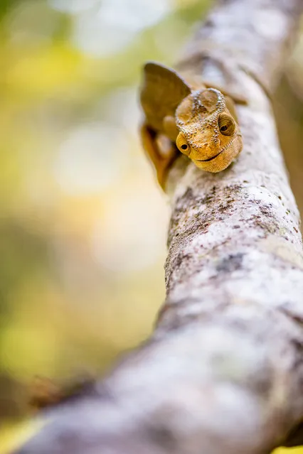 A chameleon sits on a branch, taken in Madagascar, Africa, November 2016. A little chameleon appears very pleased with itself, as it manages to catch its lunch in a split second. Known for their unique characteristics, a chameleon can reach its prey within 0.07 seconds by projecting their tongue more than twice their body length. The sticky tip of the tongue then attaches to the doomed insect, and recoils back into the chameleon’s hungry mouth. This smug chameleon was caught on camera by wildlife photographer Yulia Sundukova in November 2016. (Photo by Yulia Sundukova/Barcroft Images)