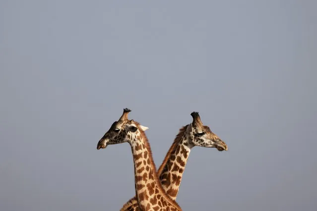 Giraffes stand next to each other inside the Nairobi National Park, Kenya, January 6, 2021. (Photo by Baz Ratner/Reuters)