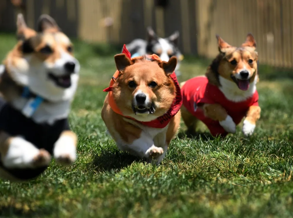 Corgi Dog Races