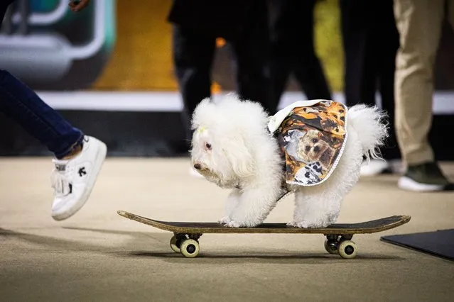 A dog takes part in a skateboarding competition during Pet Expo Thailand on May 07, 2023 in Bangkok, Thailand. (Photo by Lauren DeCicca/Getty Images)