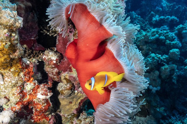 A view of the clownfish (genus Amphiprion) and sea anemones - one of the most vivid examples of mutual dependence in marine ecosystems in Anemone City, Red Sea, Egypt on July 13, 2025. Clownfish take refuge among the sea anemone's venomous tentacles, gaining protection from predators, while also benefiting from feeding opportunities around the anemone. Anemone City, one of the most popular diving spots in the Red Sea, is renowned for its rich diversity of sea anemones. This area, densely inhabited by clownfish, offers a unique experience for divers and underwater photographers alike. The clownfish's body is covered with a special mucus layer that protects it from the anemone's stinging cells. This obligatory symbiosis benefits both organisms: the clownfish drops food particles that nourish the anemone, while also defending it from predators like butterflyfish. (Photo by Tahsin Ceylan/Anadolu via Getty Images)