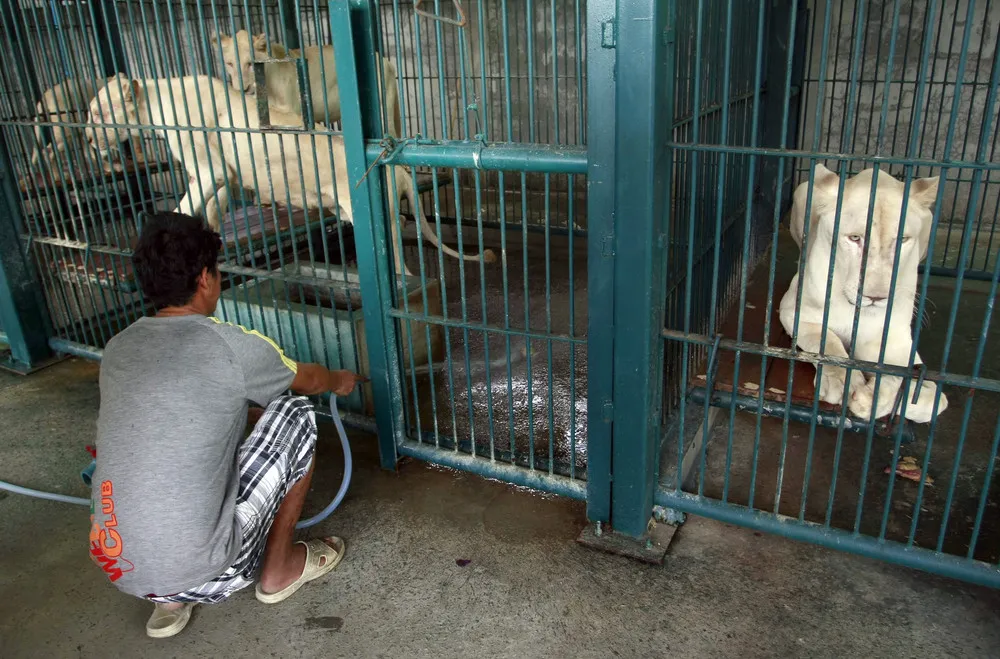 Police Seize Rare Animals from Thai Pet Store