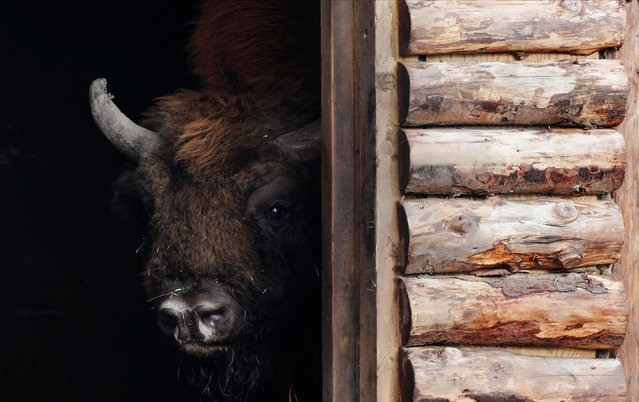 A Bison is seen at Wildwood Trust, Wild Animal Park, Blean Woods, Canterbury, Britain, January 27, 2021. (Photo by Paul Childs/Reuters)