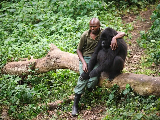 Patrick Karabaranga, a warden at the Virunga National Park, sits with an orphaned mountain gorilla in the gorilla sanctuary in the park headquarters at Rumangabo in the east of the Democratic Republic of the Congo on July 17, 2012. The Virunga park is home to some 210 mountain gorillas, approximately a quarter of the world' s population. (Photo by Phil Moore/AFP Photo)