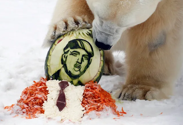 Felix, a 10-year-old male polar bear, tastes a watermelon with an image depicting Donald Trump while inspecting it together with vegetables mixed with meat and fish – the gained treats for predicting the winner of U.S. presidential election at the Royev Ruchey zoo in Krasnoyarsk, Russia, November 10, 2016. (Photo by Ilya Naymushin/Reuters)