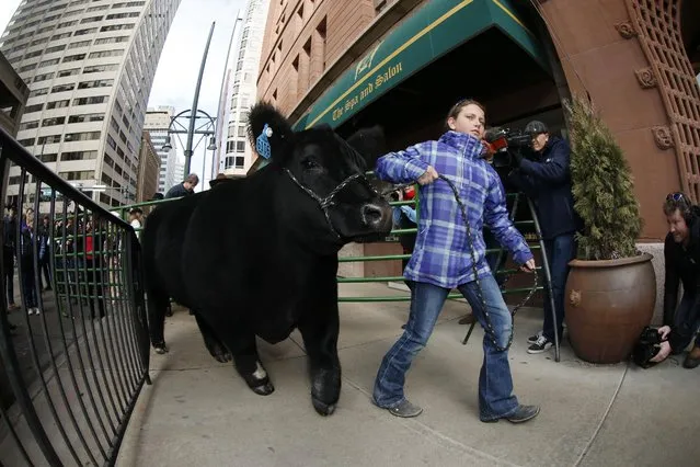 As viewed through a fisheye lens, Triniti Scott of Burlington, Colo., leads her 1,360-pound steer named Playboy Bunny into the Brown Palace Hotel for display in the lobby Friday, January 23, 2015, in downtown Denver. (Photo by David Zalubowski/AP Photo)