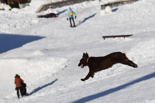 A dog runs down the Stelvio slope on February 14, 2021 in Bormio's world famous ski resort in the Italian Alps. Italy's Health Ministry on February 14 banned amateur skiing activities until March 5, 2021, the expiry date of the government's latest decree, dashing the hopes of an entire sector. (Photo by Miguel Medina/AFP Photo)