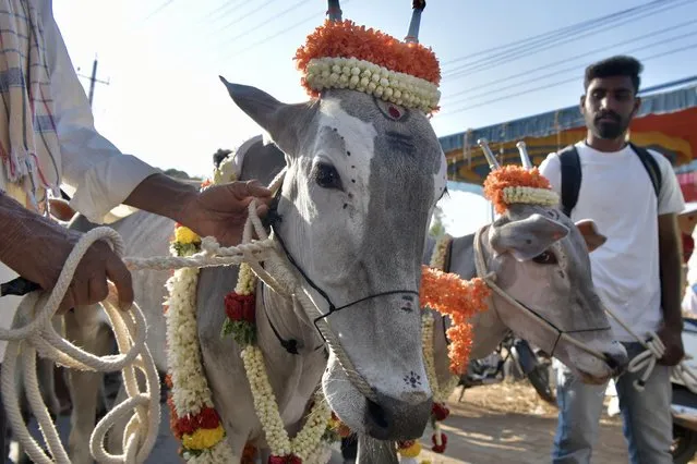 Oxen belonging to farmers are taken on procession to pay obeisance to Hindu deity Basava (also know as Nandi), the vehicle of Lord Shiva during an annual fair held in Thotagere village prior to Hindu festival Shivarathri, on the outskirts of Bangalore on March 9, 2021. (Photo by Manjunath Kiran/AFP Photo)