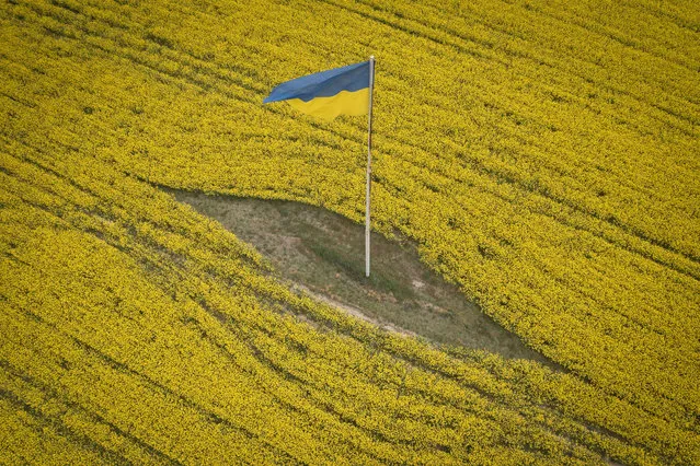 A Ukrainian national flag flutters in the middle of a blossoming field near Brovary, east of the capital Kyiv, Ukraine, Wednesday, May 17, 2023. (Photo by Efrem Lukatsky/AP Photo)