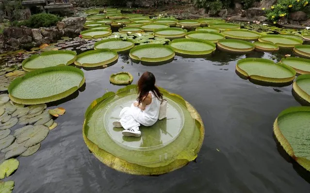 A girl poses for a photo on a giant waterlily leaf during an annual leaf-sitting event in Taipei, Taiwan on August 16, 2018. (Photo by Tyrone Siu/Reuters)