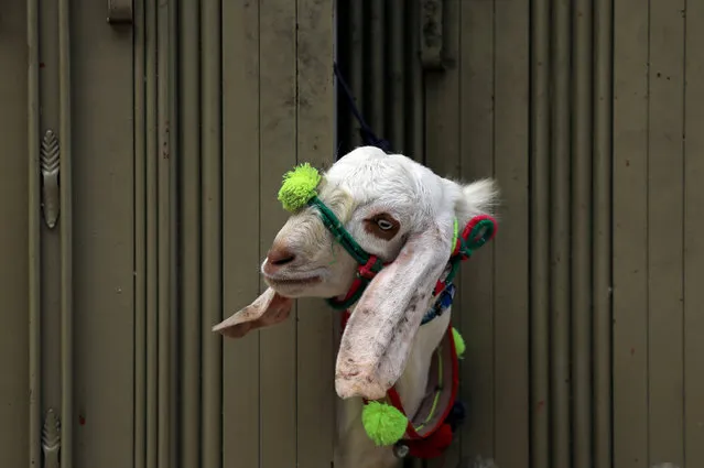 A sacrificial goat peeks through the gate of a house ahead of Eid al-Adha celebrations in Peshawar, Pakistan on August 21, 2018. (Photo by Fayaz Aziz/Reuters)