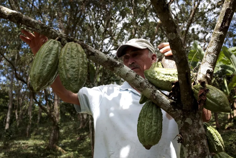 As Climate Change Ehreatens CentAm Coffee, a Cocoa Boom is Born