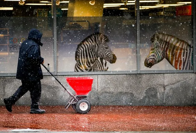 A man salts a downtown sidewalk in Washington, Thursday, March 5, 2015, as snow begins to fall. The U.S. federal government said its offices in the Washington area will be closed Thursday because of a new round of winter weather expected in the region. The Office of Personnel Management said non-emergency personnel in and around Washington were granted excused absences for the day. Emergency employees and telework-ready employees were expected to work. (AP Photo/Andrew Harnik)