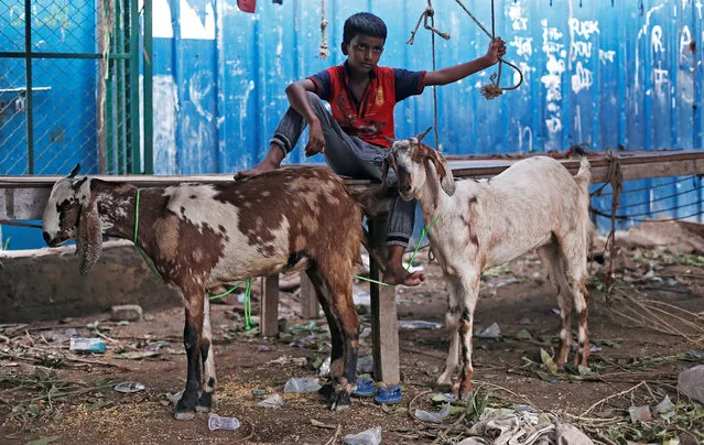 A boy sits with his goats as he waits for the customers at a livestock market ahead of the Eid al-Adha festival in the old quarters of Delhi, August 21, 2018. (Photo by Adnan Abidi/Reuters)