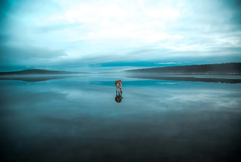 Husky Walk on Water while Crossing Russian Lake