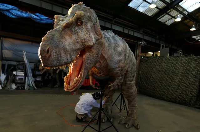 Japan's ON-ART Corp's staff repaints the company's eight metre tall man-operated walking dinosaur robot “TRX03” at the company's studio in Tokorozawa, Japan, December 6, 2016. (Photo by Toru Hanai/Reuters)