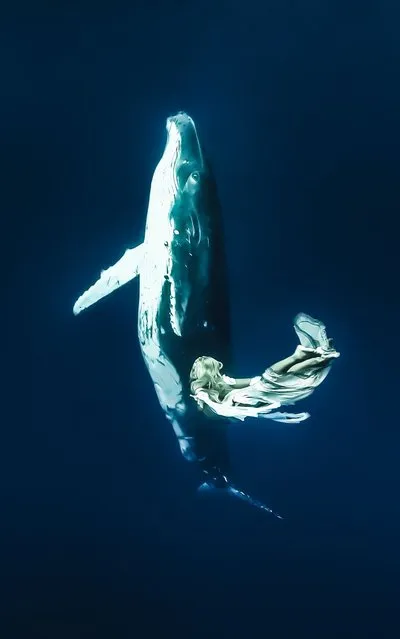 “An incredible shot capturing Hannah Fraser swimming towards a humpback whale as it swims up for air in the South Pacific Ocean ”. (Photo by Shawn Heinrichs/Barcroft Media)