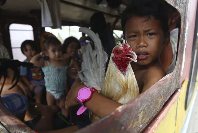 A boy holds a rooster as he and his family members who are affected by Typhoon Haiyan wait for his bus to leave the city in Tacloban, central Philippines, Wednesday, November 13, 2013. (Photo by Dita Alangkara/AP Photo)