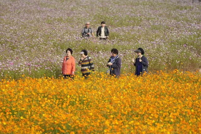 Visitors walk in a field of blooming cosmos flowers in Goyang, South Korea, Wednesday, October 18, 2023. (Photo by Lee Jin-man/AP Photo)