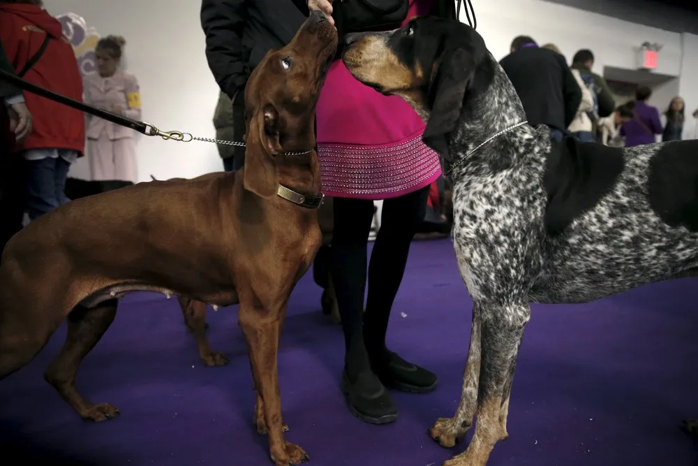 2016 Westminster Kennel Club Dog Show