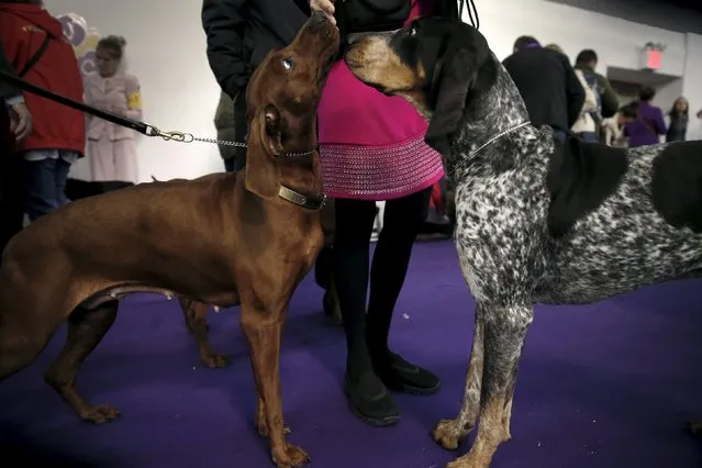 Evy, a Redbone Coonhound (L) and Junior, a Bluetick Coonhound (R) greet each other before being judged judged at the 2016 Westminster Kennel Club Dog Show in the Manhattan borough of New York City, February 15, 2016. (Photo by Mike Segar/Reuters)