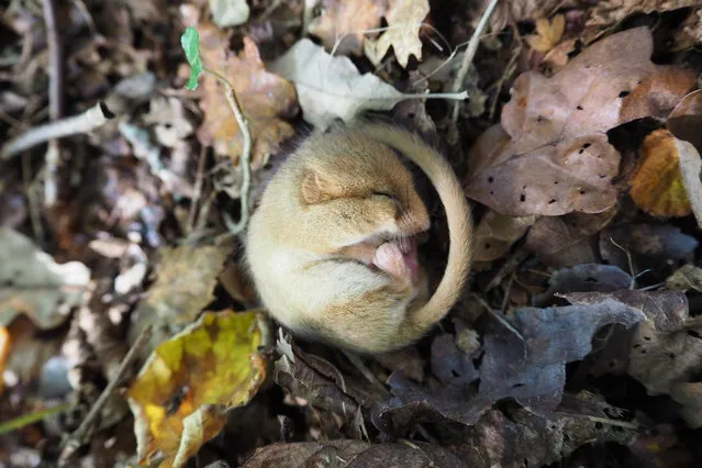 National Trust ranger James Robbins was carrying out his final dormouse survey of the year in late October on Cornwall’s Cotehele Estate when he found this Hazel dormouse dozing ahead of its winter hibernation. Britain’s dormice are threatened by habitat loss – but at Cotehele conservation work means that numbers are booming. (Photo by James Robbins/National Trust Images)