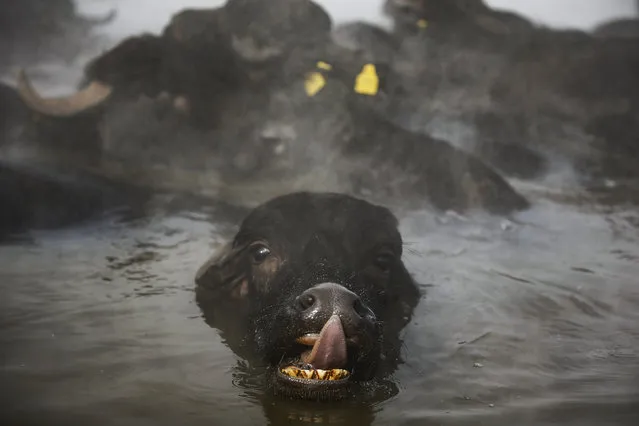 In this Thursday, January 24, 2019 photo, water buffaloes bathe in a hot spring near the village of Budakli, in the mountainous Bitlis province of southeastern Turkey. Residents of the village with some 60 homes walk hundreds of buffaloes up snow-covered roads to the geothermal springs in the winter. Villagers say the hot springs heal buffaloes' wounds, alleviate discomfort in their breasts and make quality milk. The village's main source of income is cheese, butter and milk from the buffaloes. (Photo by Emrah Gurel/AP Photo)