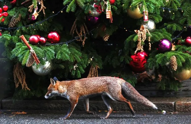 A fox walks past a Christmas tree at 10 Downing Street following a Cabinet meeting in London, Britain, 12 December 2023. (Photo by Andy Rain/EPA/EFE)