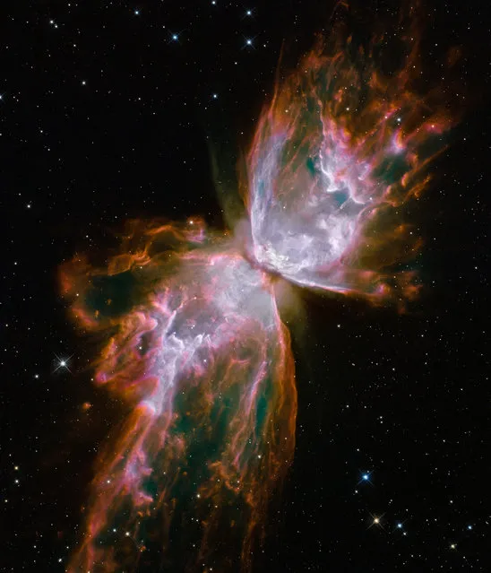 This image made by the NASA/ESA Hubble Space Telescope shows jets of gas heated to nearly 20,000 degrees Celsius traveling at more than 950,000 kilometres (59,000 miles) per hour streaming from they dying star NGC 6302, the “Butterfly Nebula” in the Milky Way galaxy. The star was once about five times the mass of the Sun. (Photo by NASA/ESA/Hubble SM4 ERO Team via AP Photo)