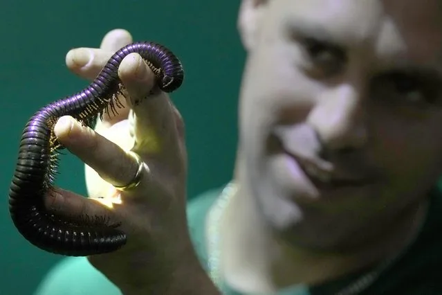 A keeper holds an endangered Seychelles giant millipede during the stock take at ZSL London Zoo, in London, Wednesday, January 3, 2024. The conservation zoo is home to more than 300 different species, from endangered Galapagos giant tortoises and Asiatic lions to critically endangered Sumatran tigers – all of which will be logged and recorded as part of the zoo's annual licence requirement. (Photo by Kirsty Wigglesworth/AP Photo)