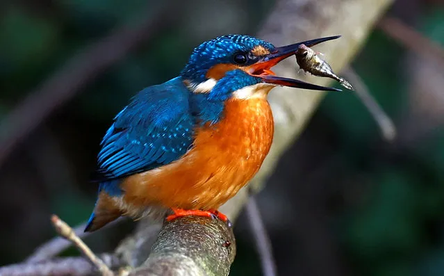 A male kingfisher eats a fish from the River Ver, Verulamium Park, St Albans, Britain on January 11, 2024. (Photo by Peter Cziborra/Reuters)