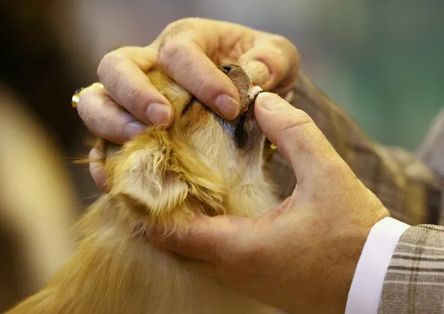 A judge inspects the teeth of a Chihuahua during the first day of the Crufts Dog Show in Birmingham, Britain March 10, 2016. (Photo by Darren Staples/Reuters)