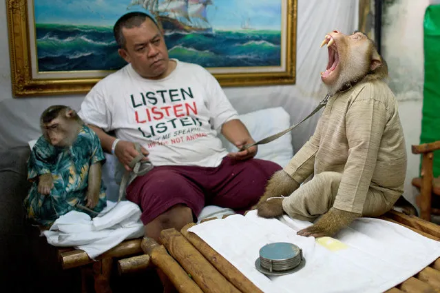 This photo taken on April 22, 2015 shows Jamil Ismail (Jamilkucing), (C) sitting with his female pet monkey named “Shaki” (L) and his male pet monkey named “JK” (R), both wearing Malaysian cultural outfits Baju Melayu and Baju Kurung, at Jamil's house in Kuala Lumpur. (Photo by Mohd Rasfan/AFP Photo)