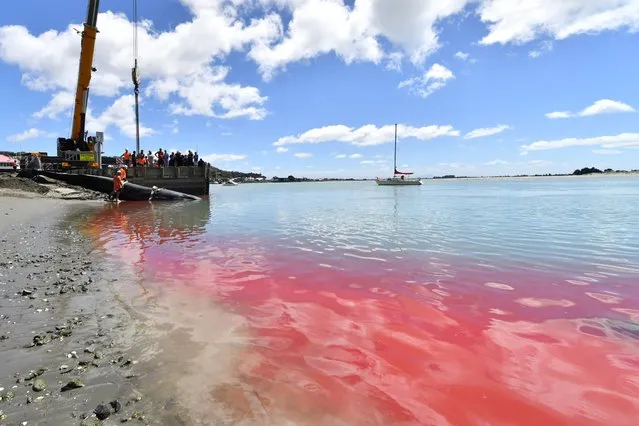 Blood is seen in the water as rescuers retrieve the carcass of a stranded fin whale in Christchurch on January 29, 2024. The whale, which had been stranded off the coast of Moncks Bay on January 28, died in the early morning. (Photo by Sanka Vidanagama/AFP Photo)