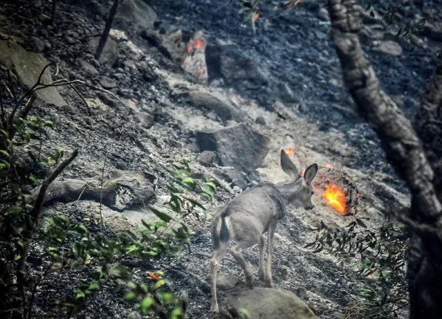 A deer scurries through a recently burned area off Refugio Rd after the Alisal fire swept through on October 12, 2021. (Photo by Mike Eliason/SBCo FD/Reuters)